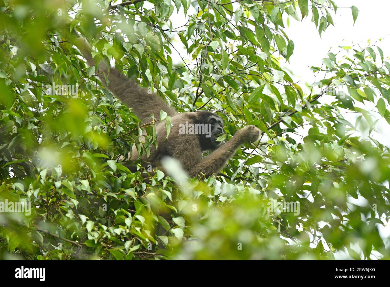 Bornean Gibbon (Hylobates muelleri) hängt an Bäumen, die Blätter fressen, Sabah, Borneo, Malaysia Stockfoto