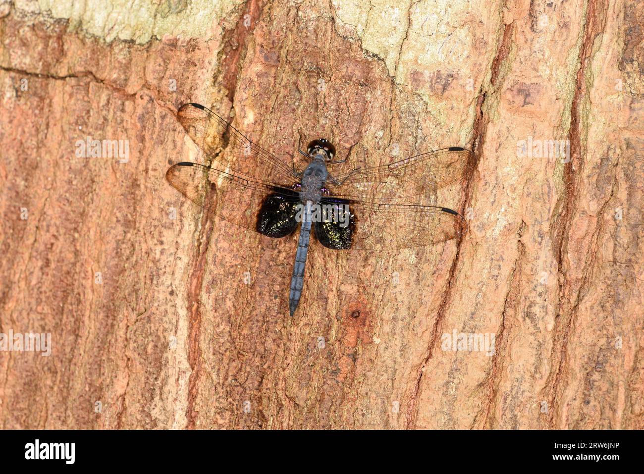 Blauer Treehugger-Libelle (Tyriobapta torrida) ausgewachsener Rüde, der auf Baumstamm ruht, Sabah, Borneo, Malaysia Stockfoto