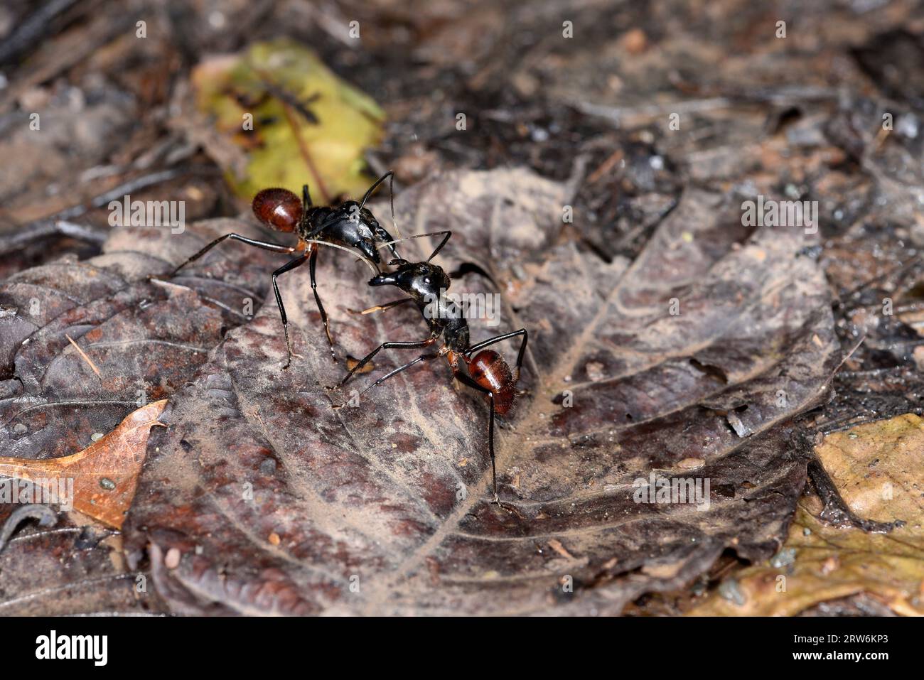 Great Forest Ant (Dinomyrmex gigas) zwei Ameisen treffen sich im Grußverhalten, Sabah, Borneo, Malaysia Stockfoto