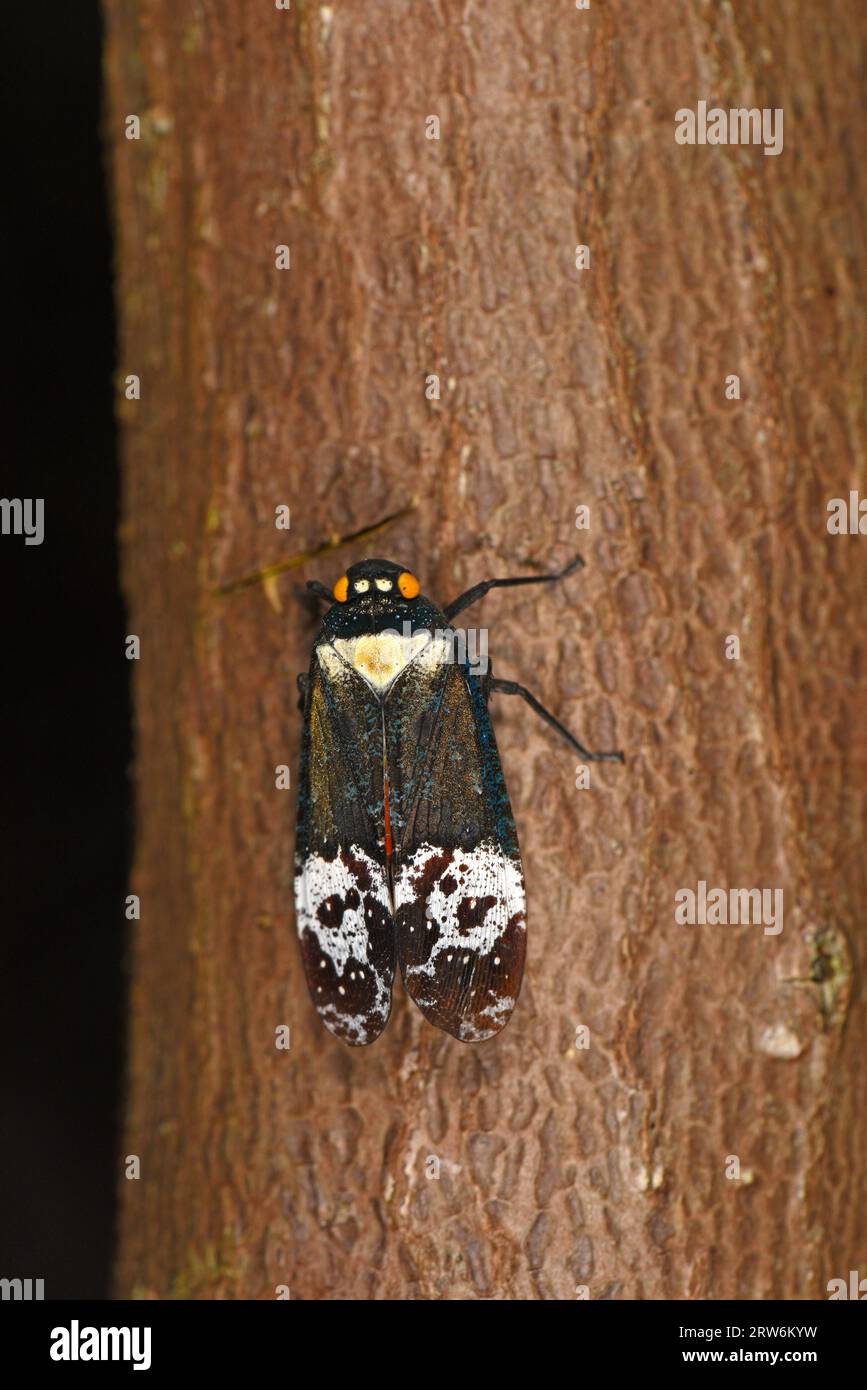 Laterne Bug oder Laterne Fly (Pyrops-Arten), die nachts auf Baumstämmen ruhen, Sabah, Borneo, Malaysia Stockfoto