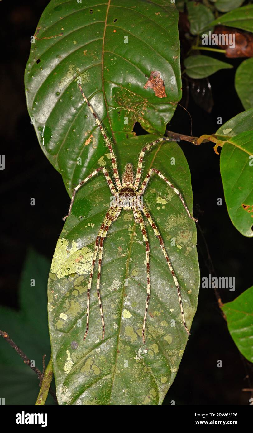 Flechten Huntsman Spider (Heteropoda boiei) Flechten-imitierende Spinne auf Blatt, Danum Valley, Sabah, Borneo Stockfoto