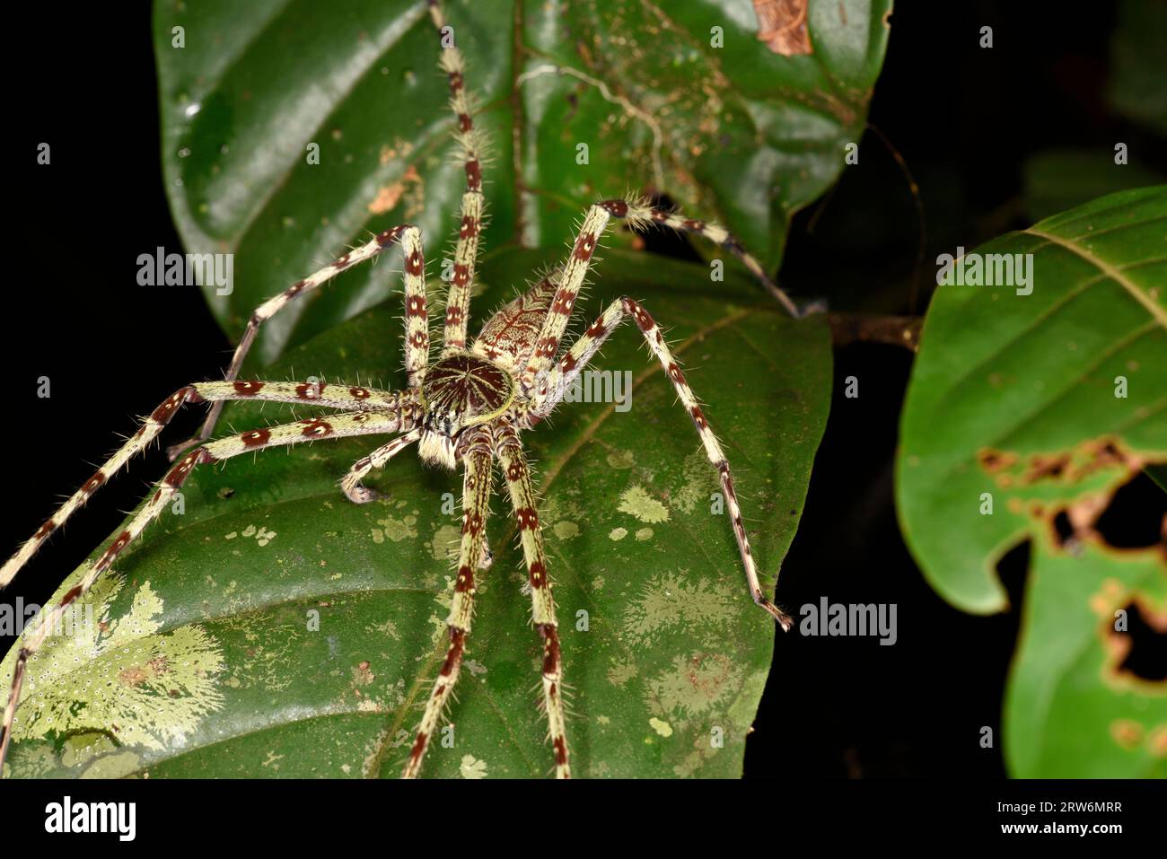 Flechten Huntsman Spider (Heterpoda boiei) Flechten-imitierende Spider, ruht auf Blatt, Danum Valley, Sabah, Borneo, Malaysia Stockfoto