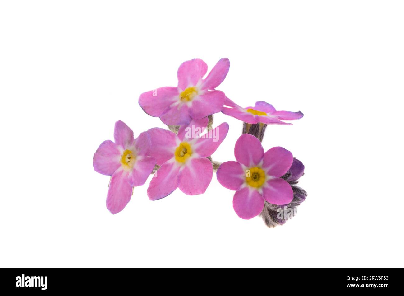 Rosa Vergissmeinnicht isoliert auf weißem Hintergrund Stockfoto