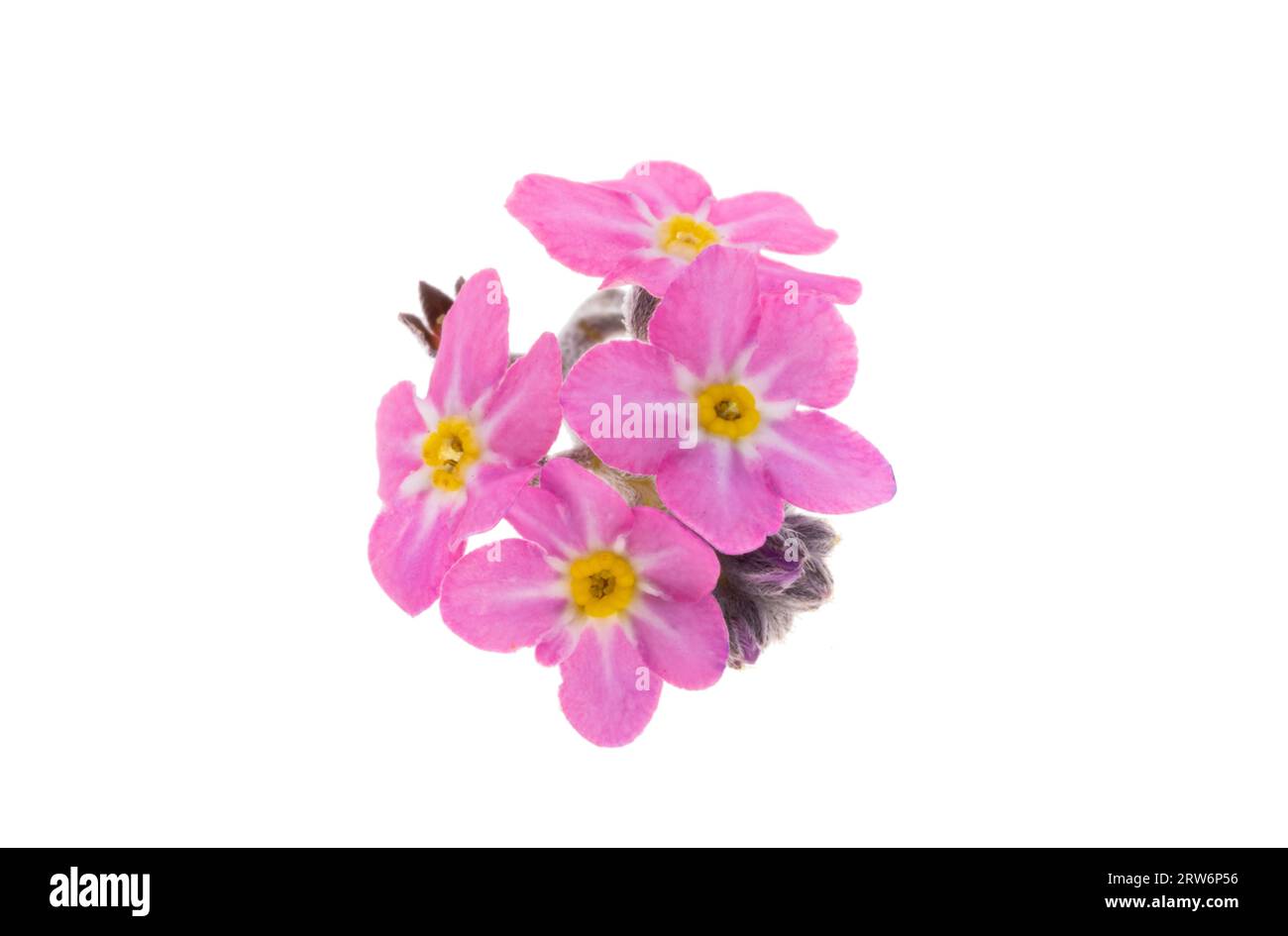 Rosa Vergissmeinnicht isoliert auf weißem Hintergrund Stockfoto