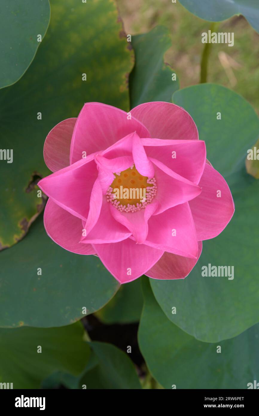 Lotusblume rosa Wasserlilie schöne Blüte, Blick von oben flach liegend. Stockfoto
