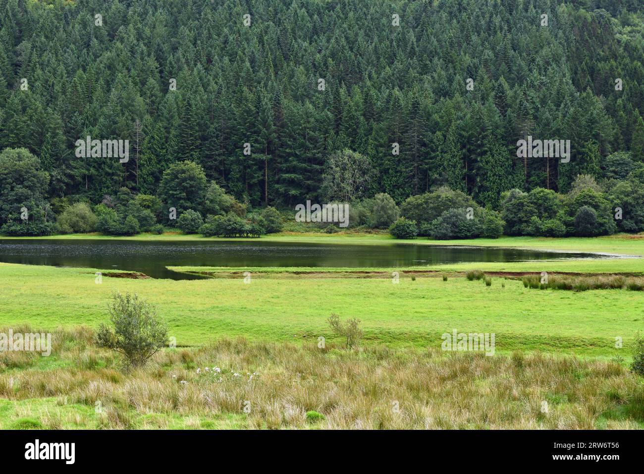Das oberste Ende des Talybont Reservoir im Talybont Valley, Brecon Beacons National Park, mit Wäldern auf dem Hügel dahinter Stockfoto
