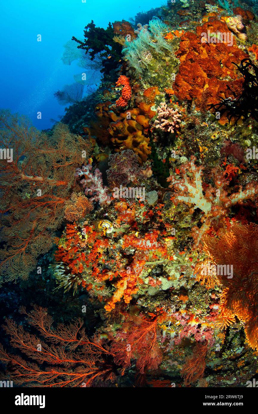 Korallenriff in Misool, Raja Ampat. Westpapua, Indonesien Stockfoto