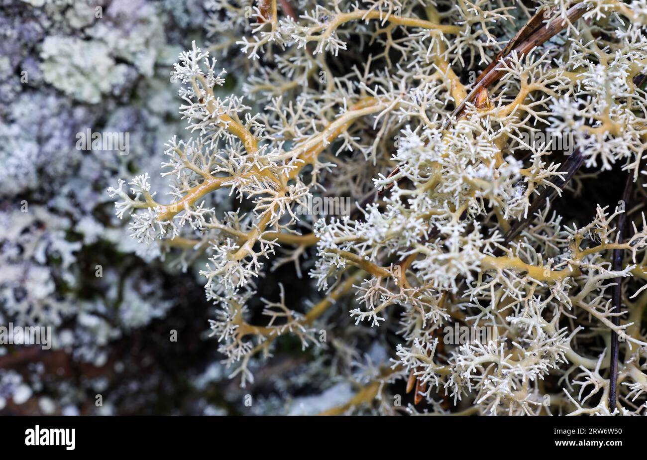 Spaerophorus globosus lichen Stockfoto