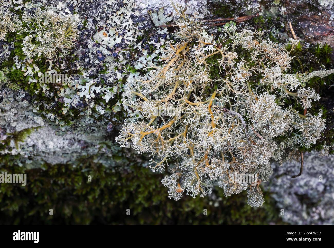 Spaerophorus globosus lichen Stockfoto