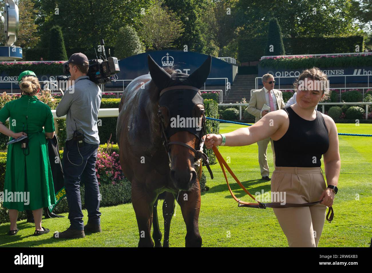 Ascot, Berkshire, Vereinigtes Königreich. September 2023. Die Bet365-Einsätze gewann das Pferd Quinault, das von Jockey Luke Catton geritten wurde. Besitzer TJE Racing. Trainer Stuart Williams, Newmarket. Züchter, Stifung Gestut Fahrhof. Sponsor, Tote. Kredit: Maureen McLean/Alamy Stockfoto