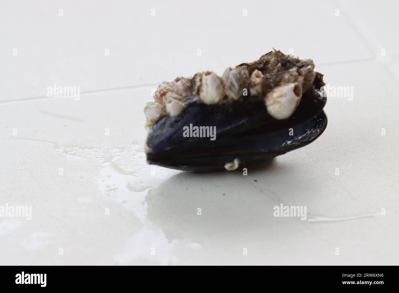 Ein isoliertes Bild eines weißen Hintergrunds mit einem einzelnen Fischknochen auf seiner Oberfläche Stockfoto