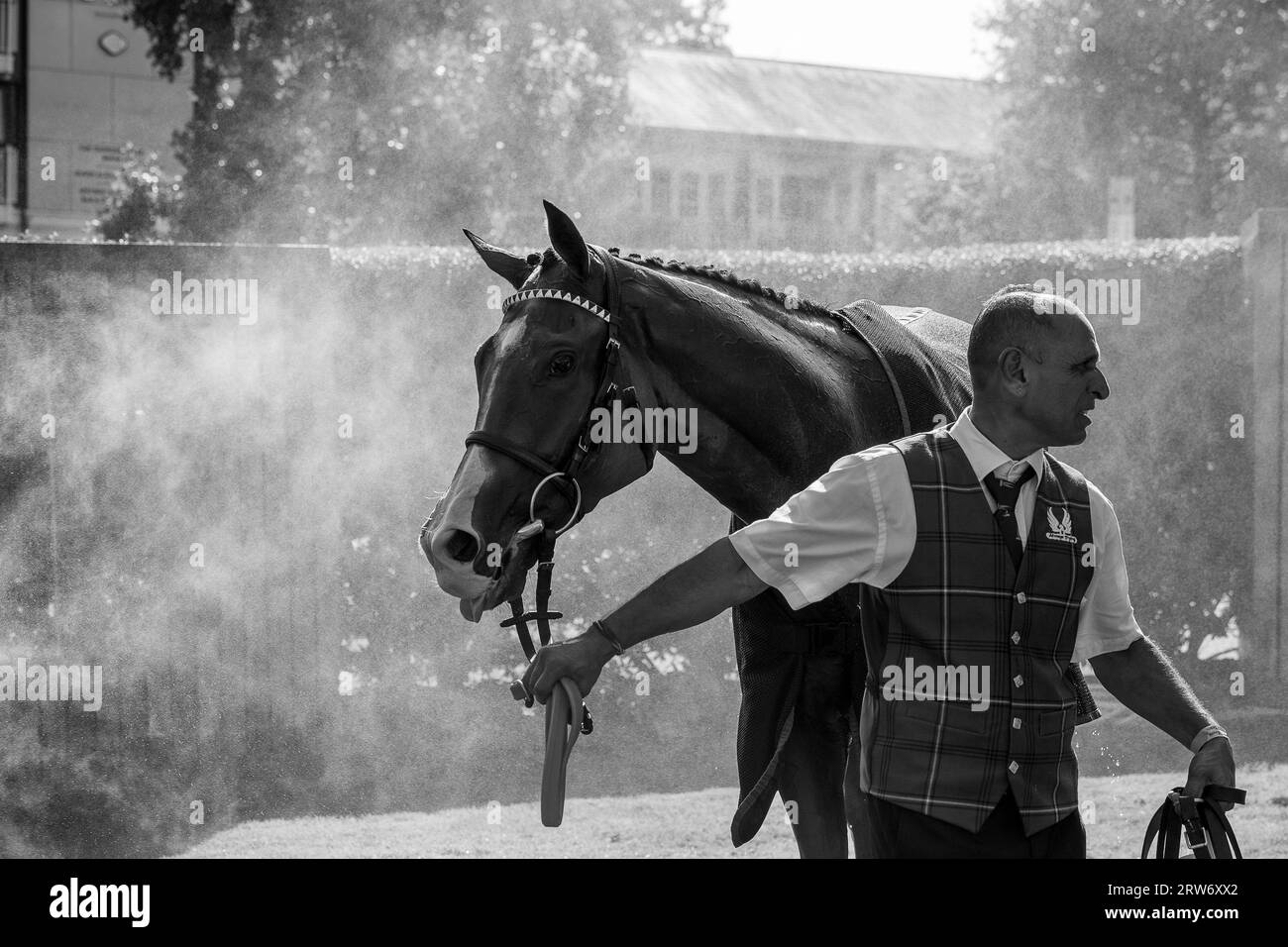 Ascot, Berkshire, Vereinigtes Königreich. September 2023. Die Pferde kehren nach dem Rennen auf den Lavazza Handicap Stakes auf der Ascot Racecourse zurück und werden gekühlt. Die Kühlventilatoren waren im Einsatz und aufgrund der Hitzewelle wurden auch Pferde im Tunnel abgekühlt. Kredit: Maureen McLean/Alamy Stockfoto