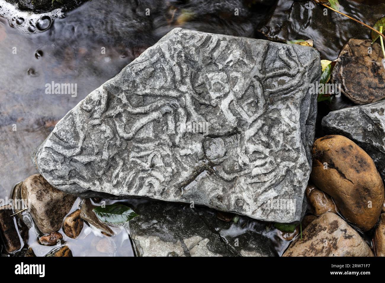 Fossile Wurmhöhlen in Kalkstein, auch bekannt als Spurenfossil, North Pennines, Cumbria, Vereinigtes Königreich Stockfoto