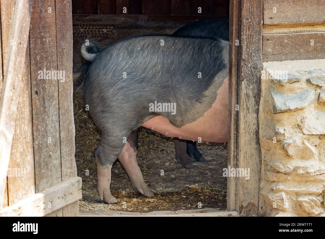 Das Schwein steht an der offenen Tür zur Scheune Stockfoto