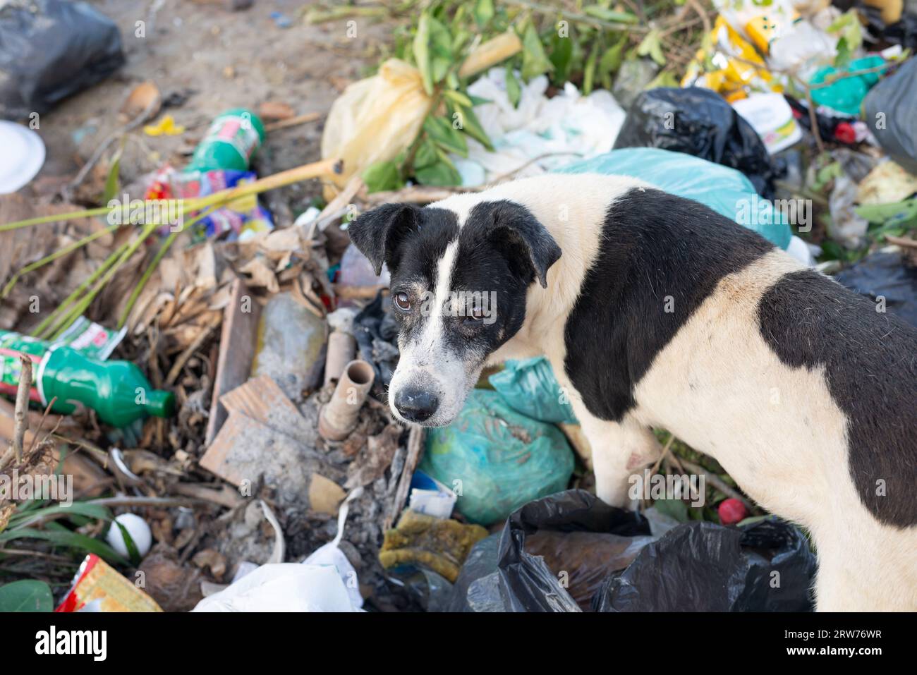 Santo Amaro, Bahia, Brasilien - 24. Juli 2022: Hund auf der Suche nach Nahrung in einem Müll, der auf der Straße von Acupe, Bezirk von Santo Amaro in Bahia, verstreut ist. Stockfoto