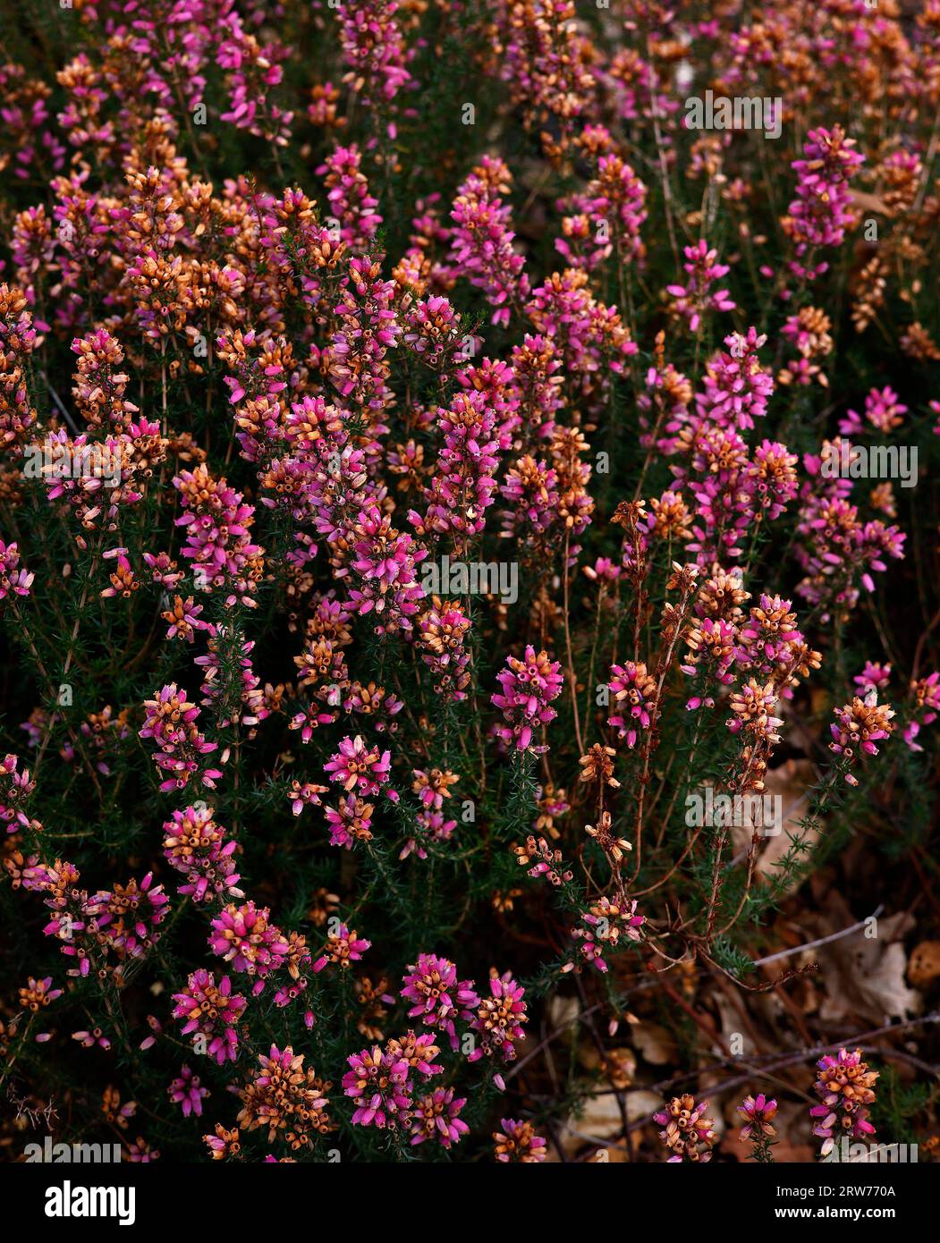 Nahaufnahme der rosafarbenen urnenförmigen Blüten des im Sommer blühenden, niedrig wachsenden Heidekrauts erica cinerea frances. Stockfoto