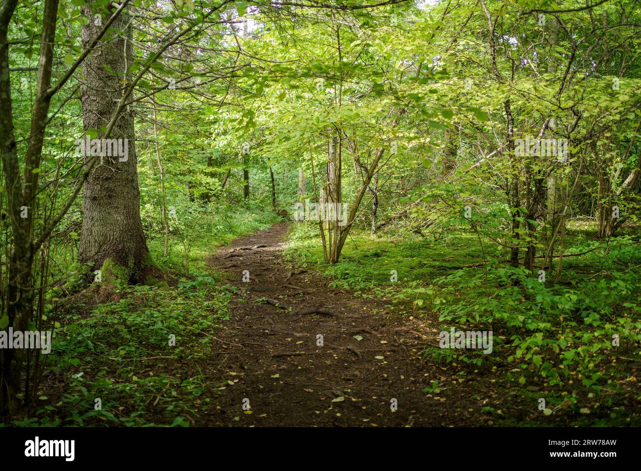 Touristischer Wanderweg im Herbstwald in lettland mit goldenen Baumblättern und Sonnenstrahlen Stockfoto