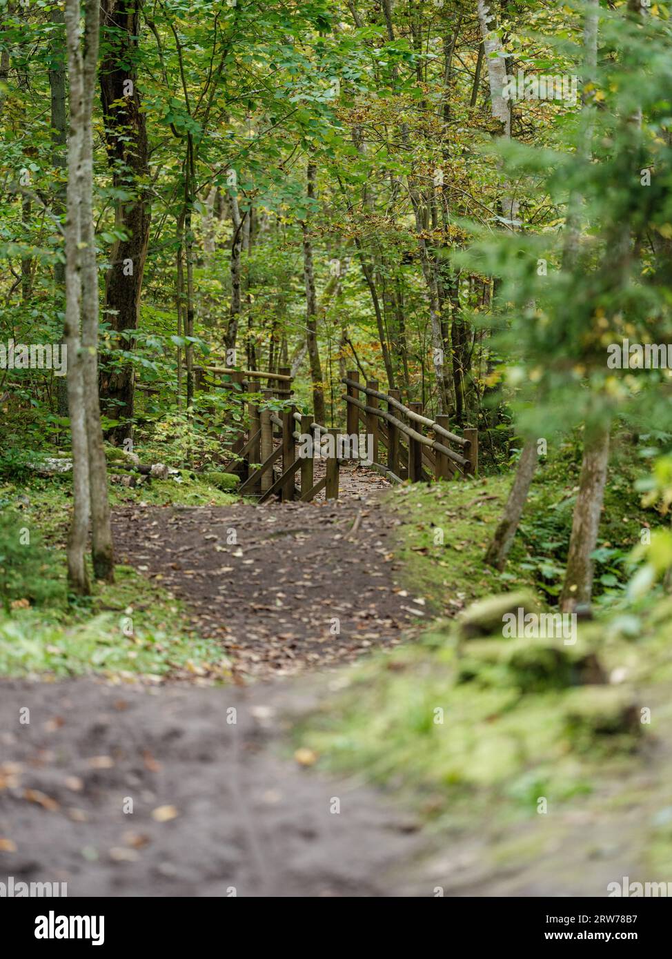 Touristischer Wanderweg im Herbstwald in lettland mit goldenen Baumblättern und Sonnenstrahlen Stockfoto
