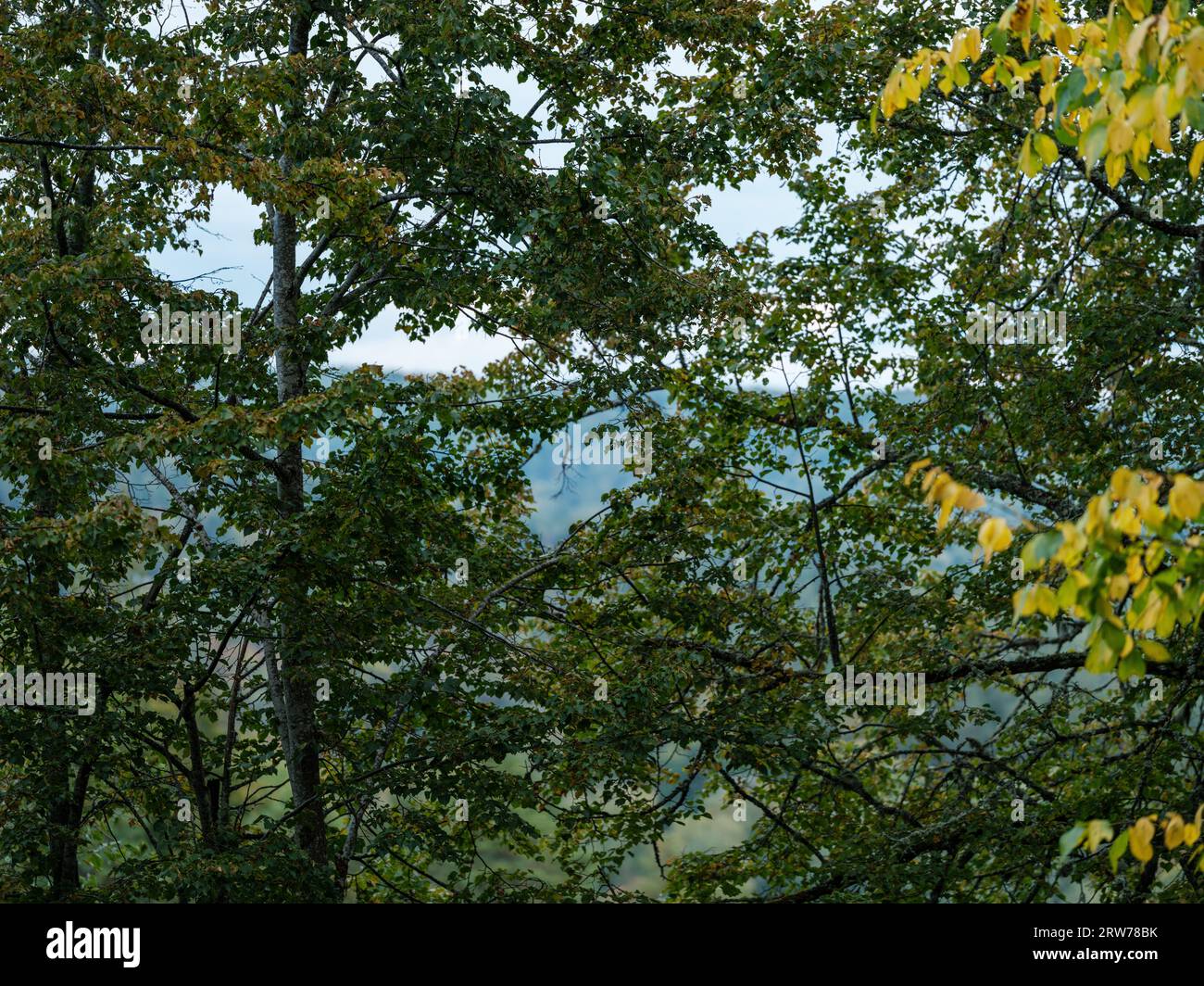 Zweige mit Blättern vor blauem Himmel im Sommer Stockfoto