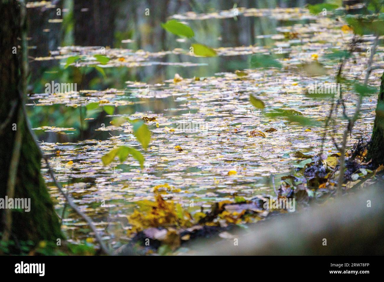 Waldsumpfgebiete am nassgrünen Sommertag mit Baumblättern und Reflexionen Stockfoto