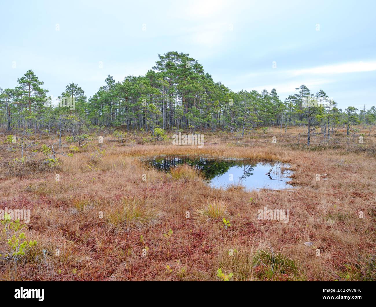 Sumpflandschaft für das Sammeln von natürlichem Energiefeld Stockfoto