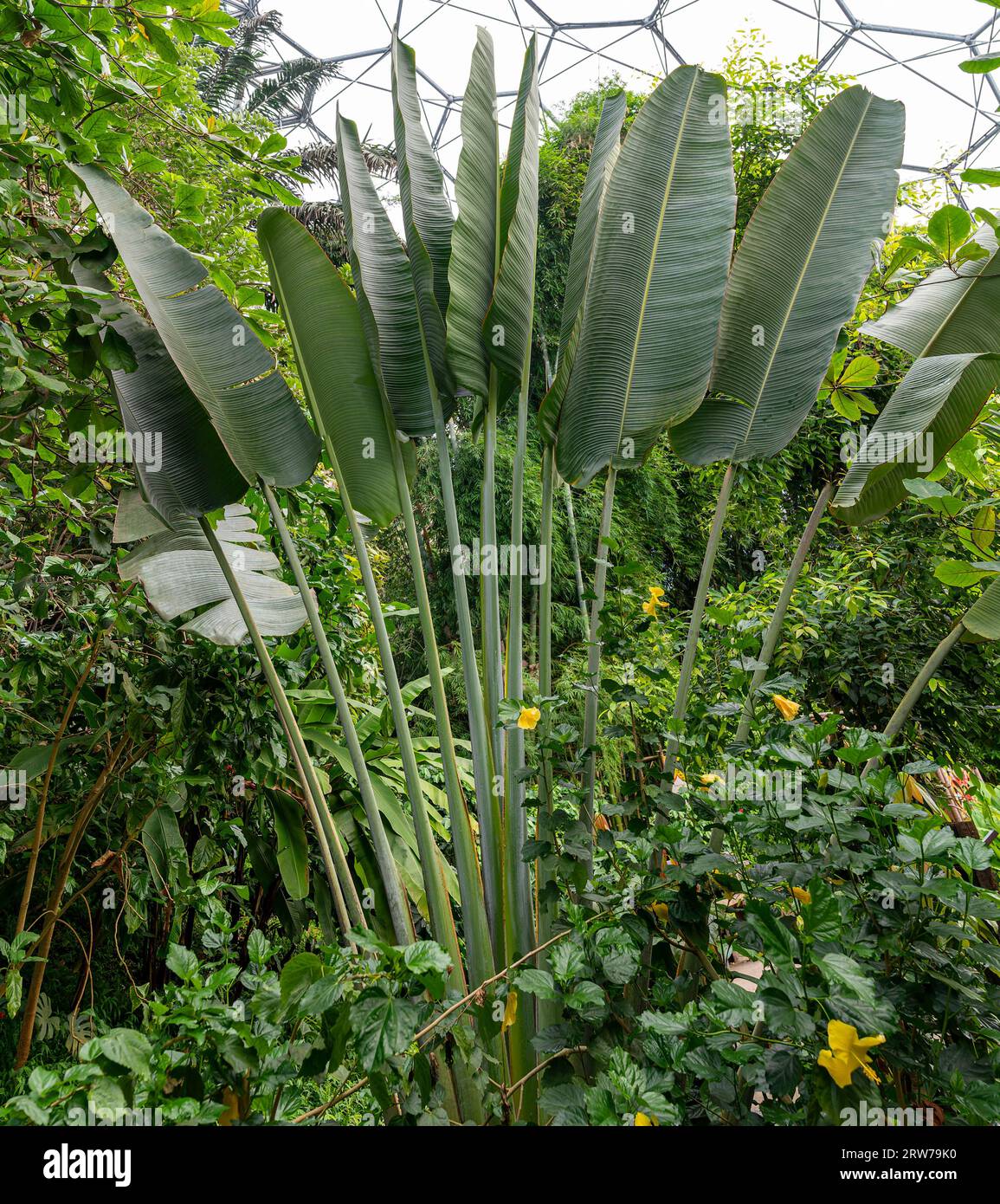 Tropische Bananenpflanzen und üppige Vegetation im geodätischen Gewächshaus in Cornwall Stockfoto