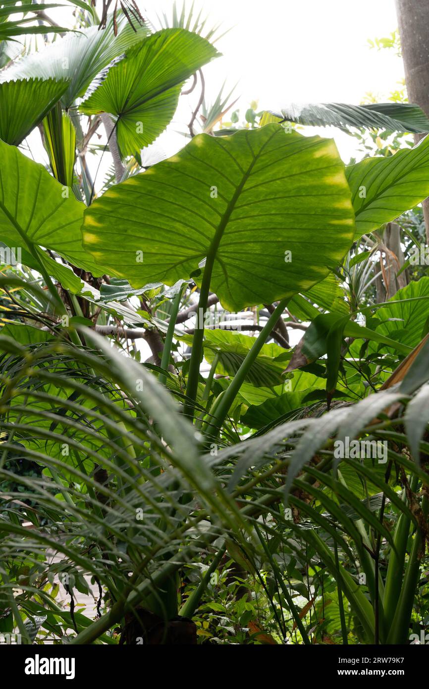 Üppiges tropisches Laub mit großen grünen Blättern im Gewächshaus im Wintergarten Stockfoto