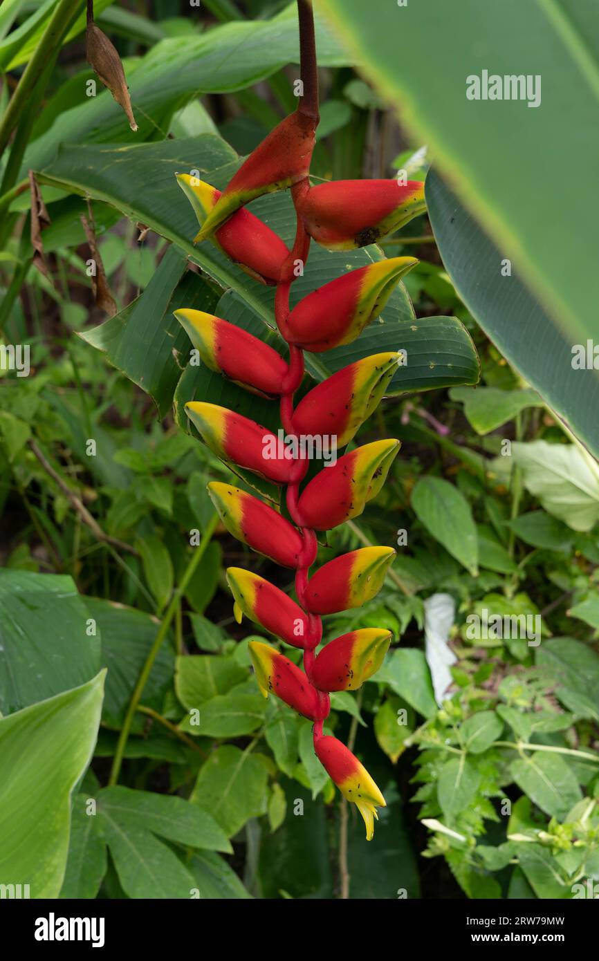 Leuchtende rote und gelbe Helikonia-Blüte in üppiger tropischer Gartenumgebung Stockfoto