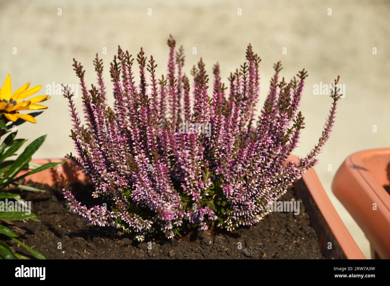 Die Calluna-Pflanze blüht und wächst im Blumentopf Stockfoto