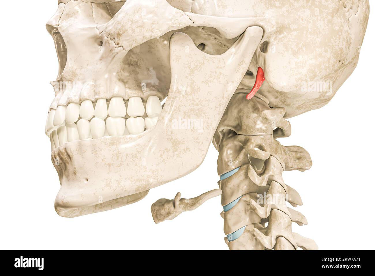 Temporaler Styloid-Prozess in roter 3D-Darstellung isoliert auf weiß. Menschliche Skelett- und Schädelanatomie, medizinisches Diagramm, Osteologie, Skele Stockfoto