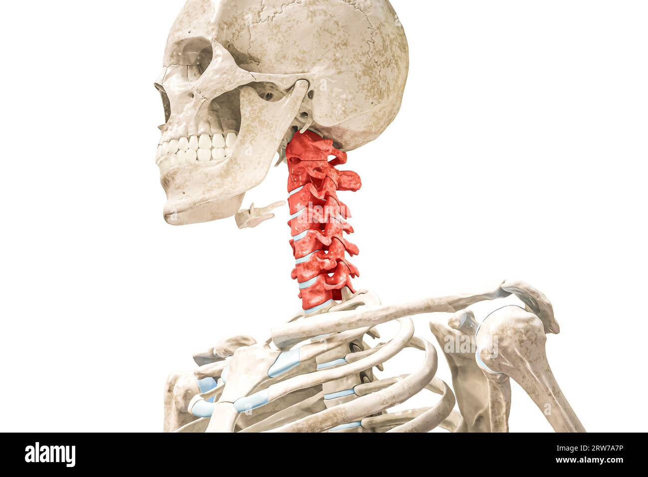 Halswirbel in roter 3D-Darstellung isoliert auf weiß. Menschliche Skelett- und Wirbelsäulenanatomie, medizinisches Diagramm, Osteologie, Skelettuntersuchung Stockfoto
