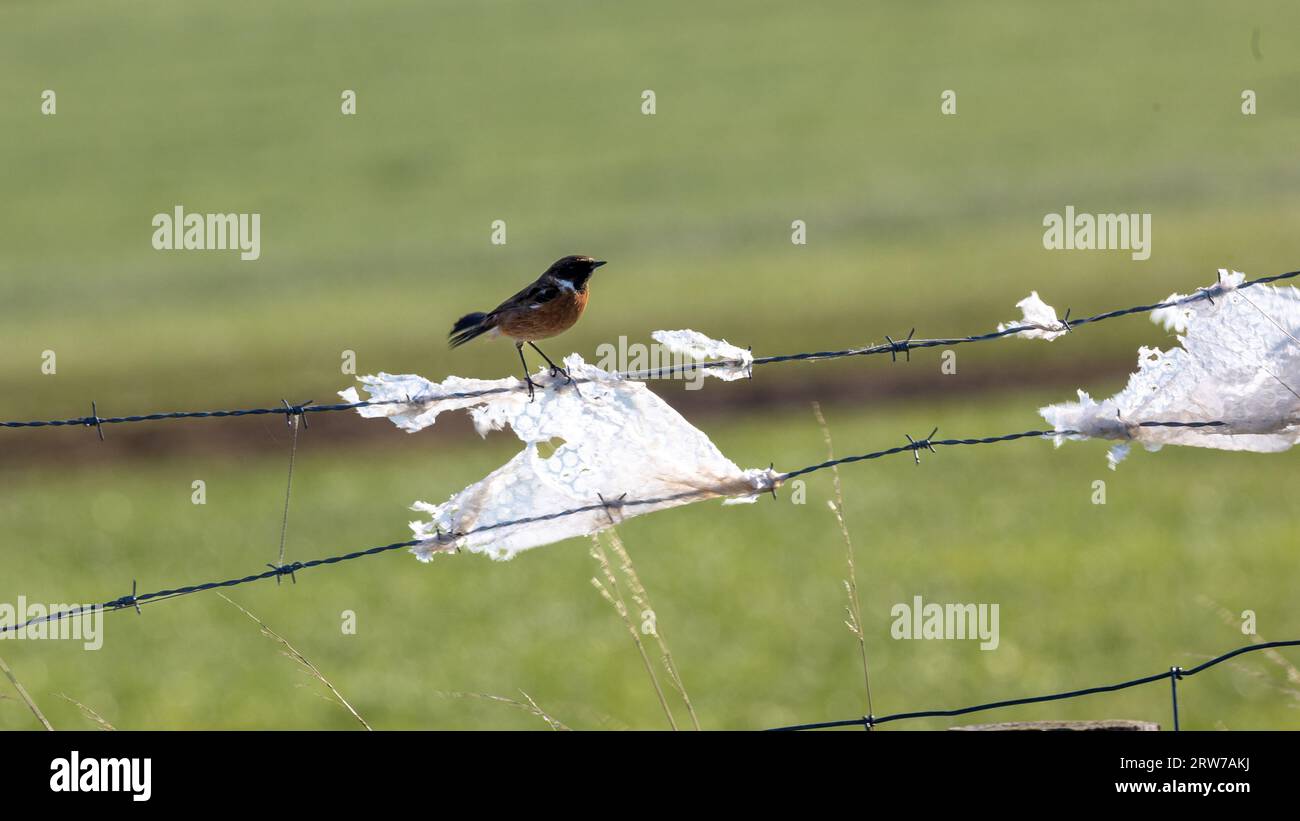 Ökologie, Wildvogel auf Stacheldraht mit Kunststoffabfällen gestreut. Stockfoto