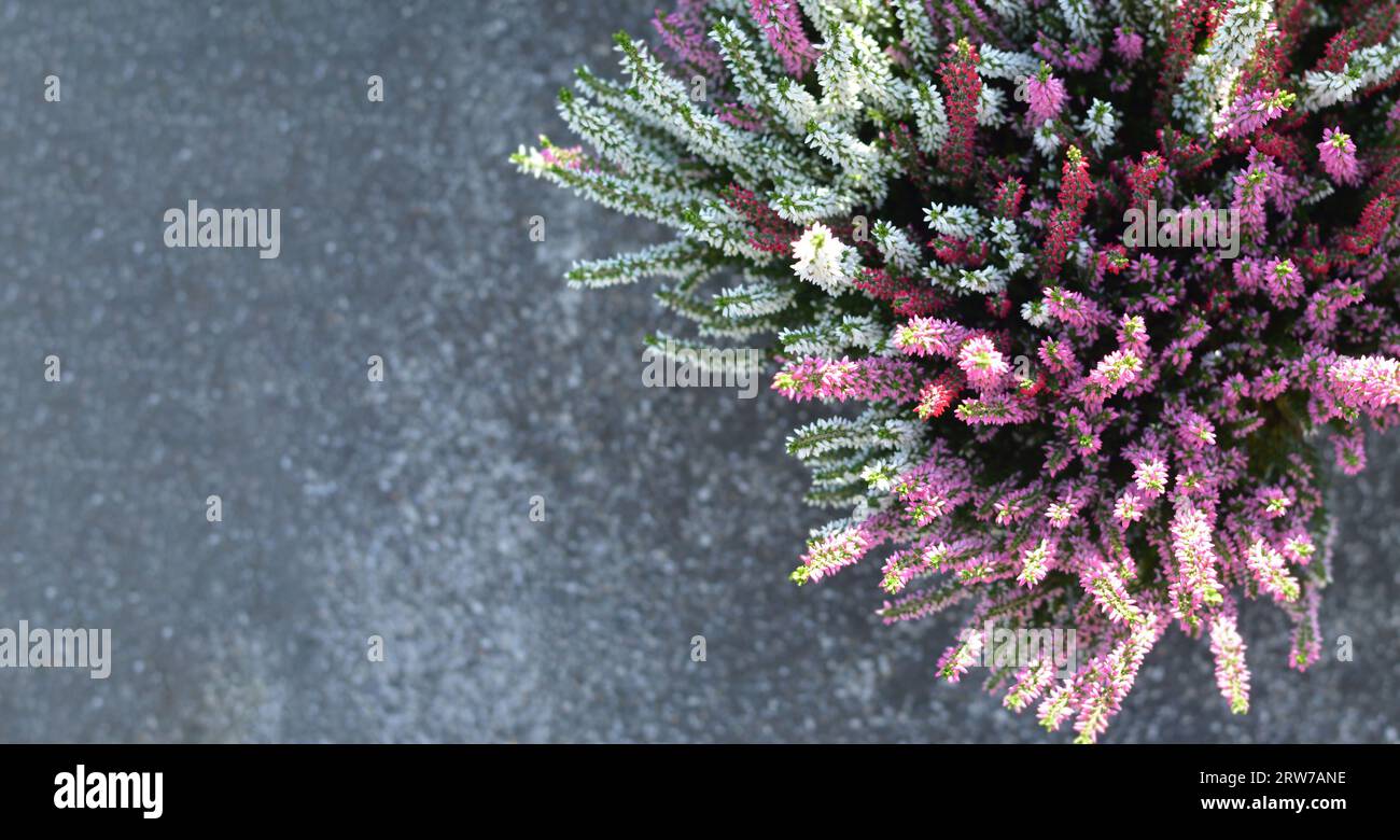 Calluna oder Heather Blumen auf Betonhintergrund mit Kopierraum Stockfoto