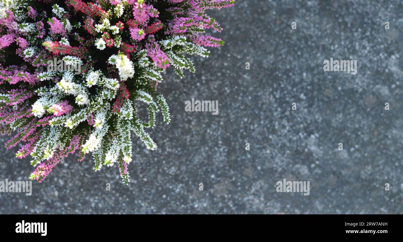 Calluna oder Heather Blumen auf Betonhintergrund mit Kopierraum Stockfoto