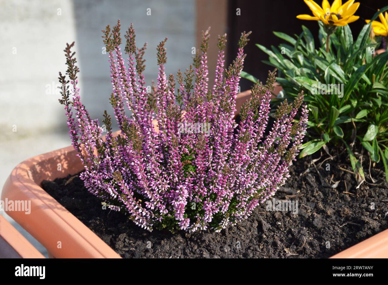 Calluna- oder Heidekrautblütenpflanze, die im Blumentopf wächst Stockfoto