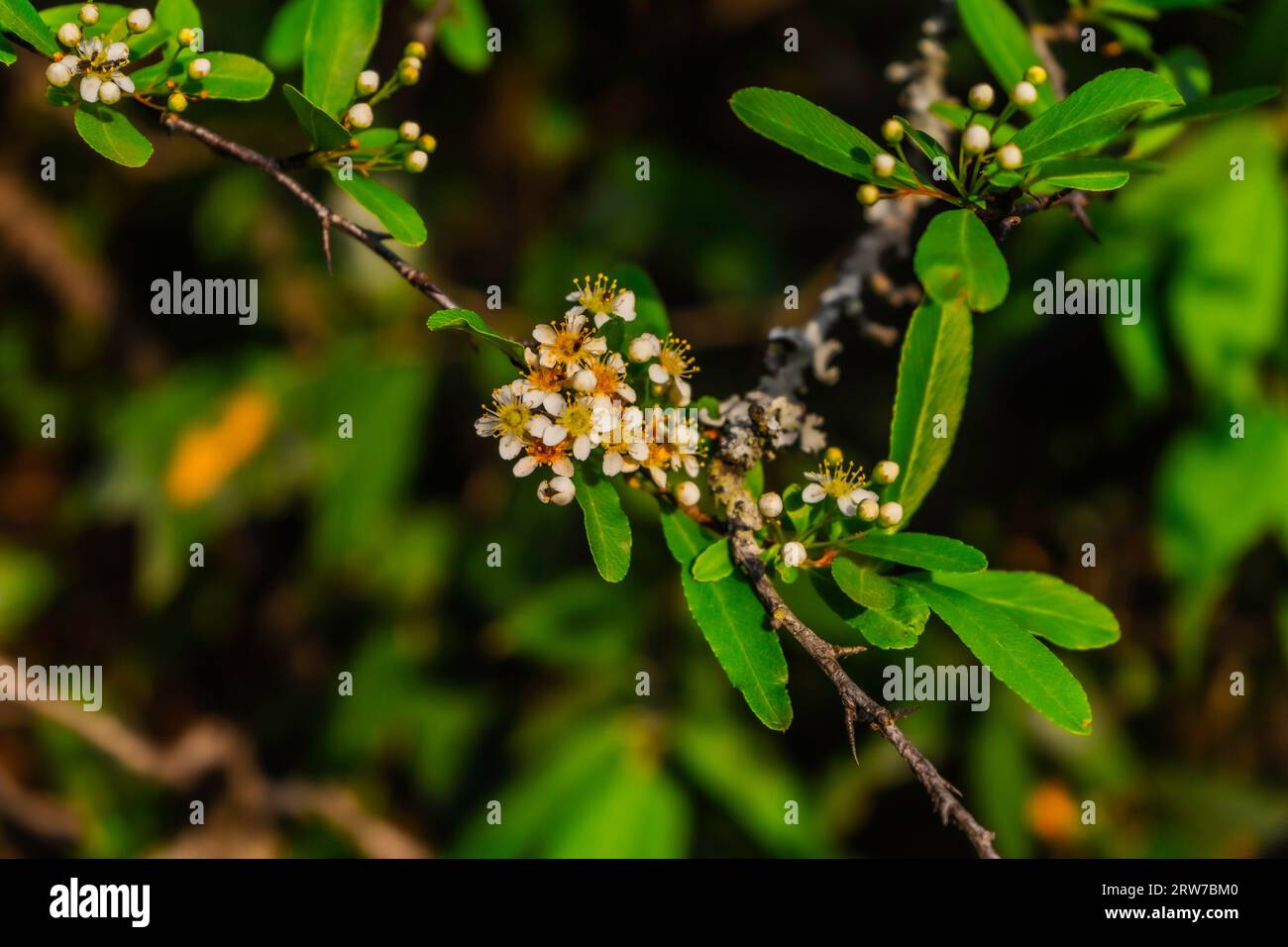 Rosen sind rot, Veilchen blau, ich liebe es, wie Blumen auf dir aussehen. Stockfoto