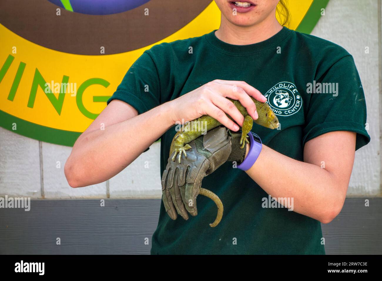 Keeper zeigt einen Solomon Islands Skink oder Affenschwanz Skink, Corucia zebrata, im Wildlife Learning Center, Sylmar, Kalifornien, USA Stockfoto