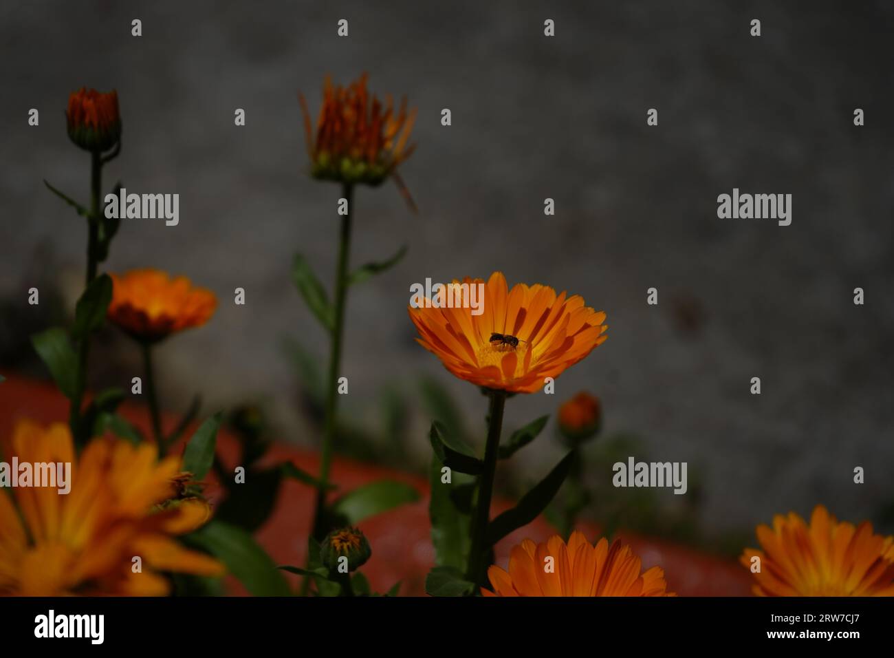 Die Magie des Waldes. Stockfoto