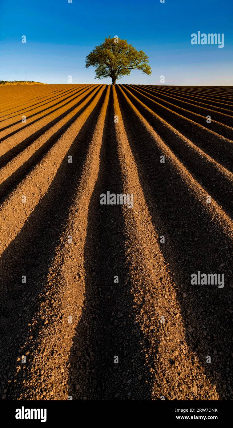 Einzelbaum auf einem gepflügten Kartoffelfeld, Irland Stockfoto