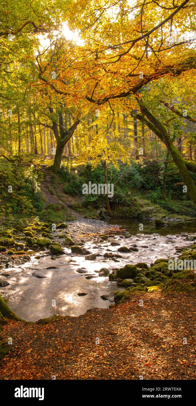 Herbst im Tollymore Forest Park, mit dem Fluss Shimna, Mountains of Mourne, County Down, Nordirland Stockfoto