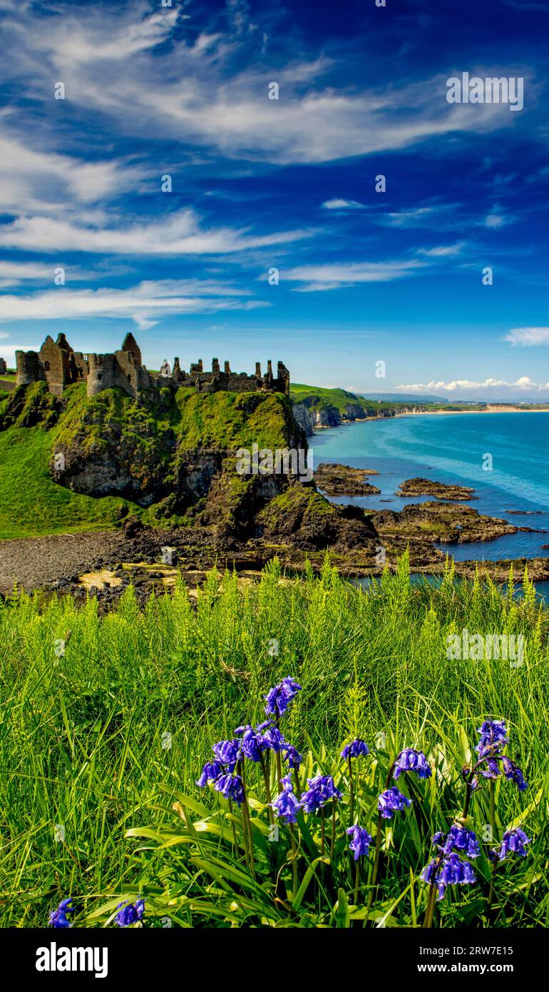 Bluebells at Dunluce Castle, White Rocks Causeway Coastal Route, County Antrim, Nordirland, Stockfoto