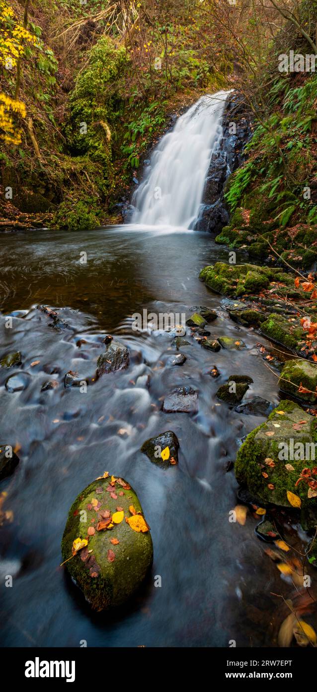 Herbst am Glenoe Waterfall, County Antrim, Nordirland Stockfoto