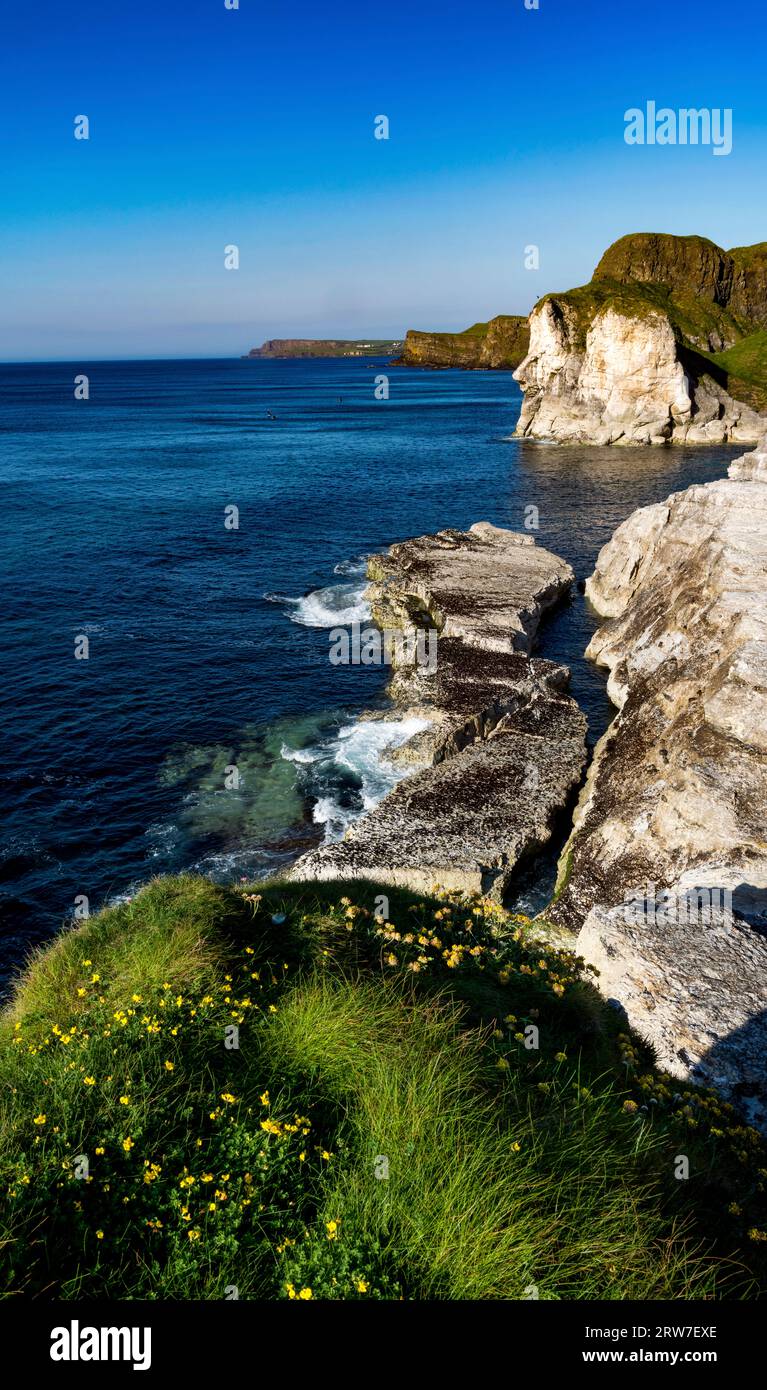 The Giants Head at White Rocks, Causeway Coastal Route, County Antrim, Nordirland Stockfoto