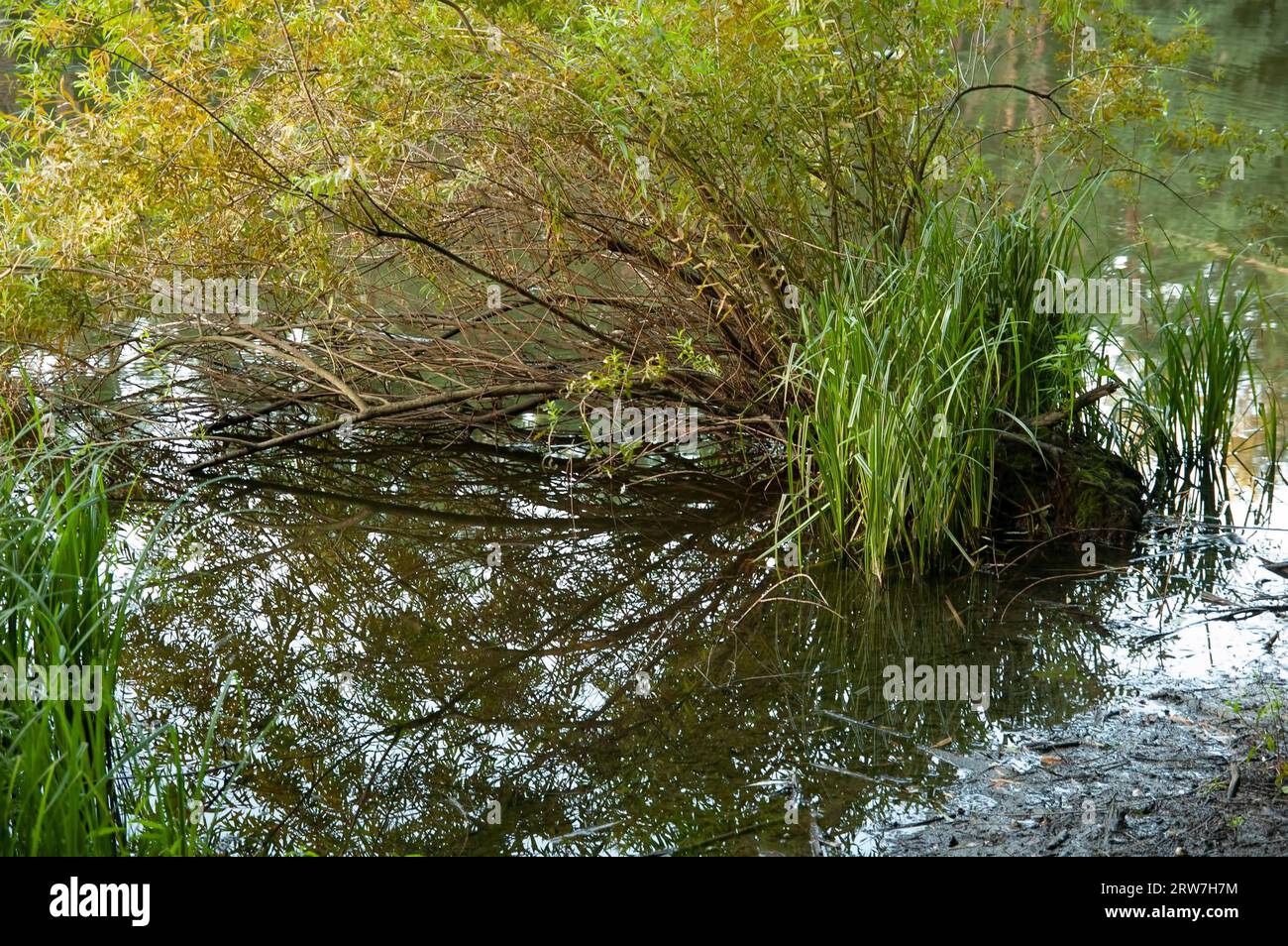 Sommer Hintergrund: Wasser und grünes Schilf Stockfoto