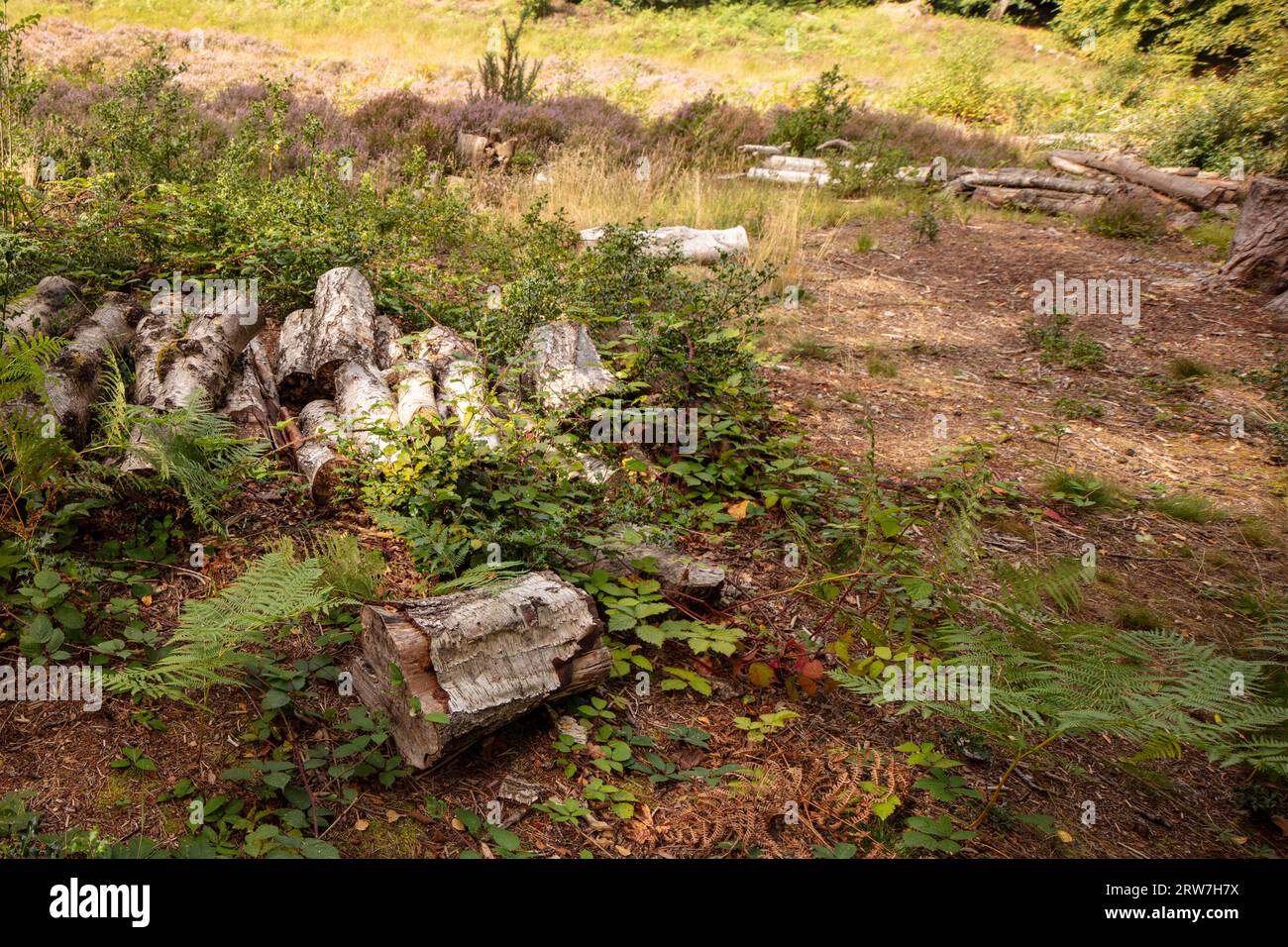 Drucken Sie die hochauflösende, intime Landschaft des Habitatmanagements im Darwin's Landscape Laboratory, Keston Mog, Greater London. Baumstämme, Heidekraut, Farne Stockfoto