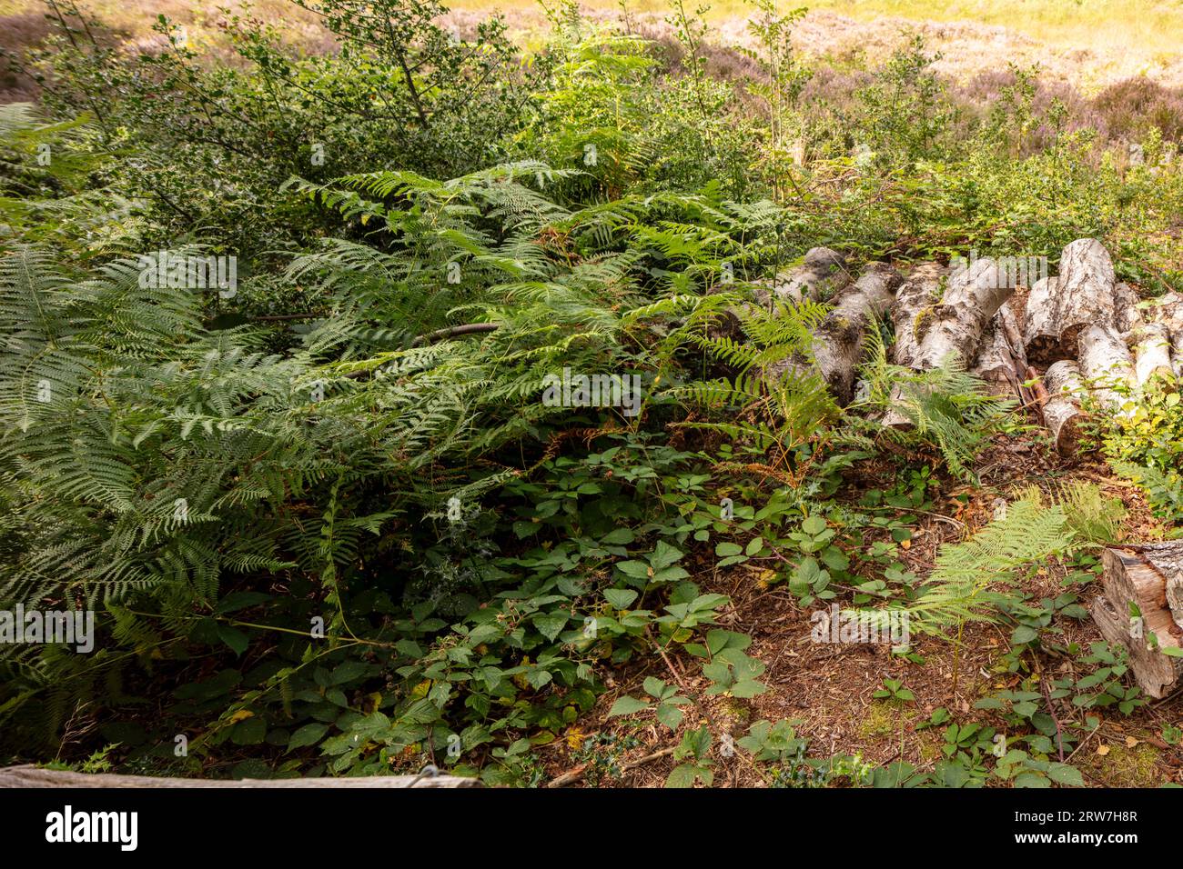 Drucken Sie die hochauflösende, intime Landschaft des Habitatmanagements im Darwin's Landscape Laboratory, Keston Mog, Greater London. Baumstämme, Heidekraut, Farne Stockfoto