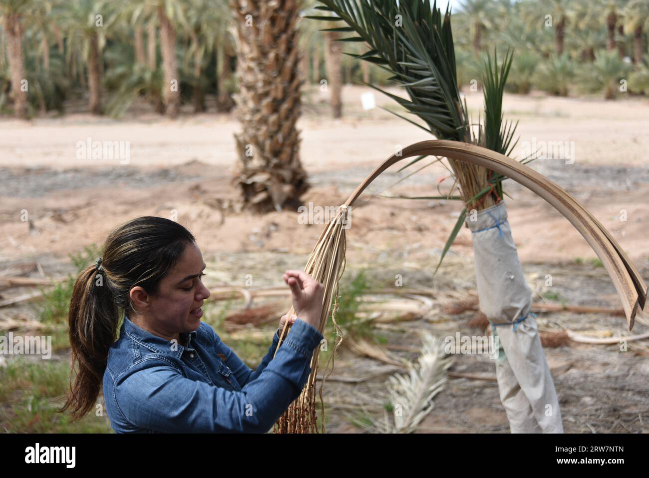 Yuma, AZ USA. 14.03.2023. Martha’s Gardens Medjool Date Farm wurde 1990 von Nels Rogers und seiner Frau Martha gegründet. Stockfoto