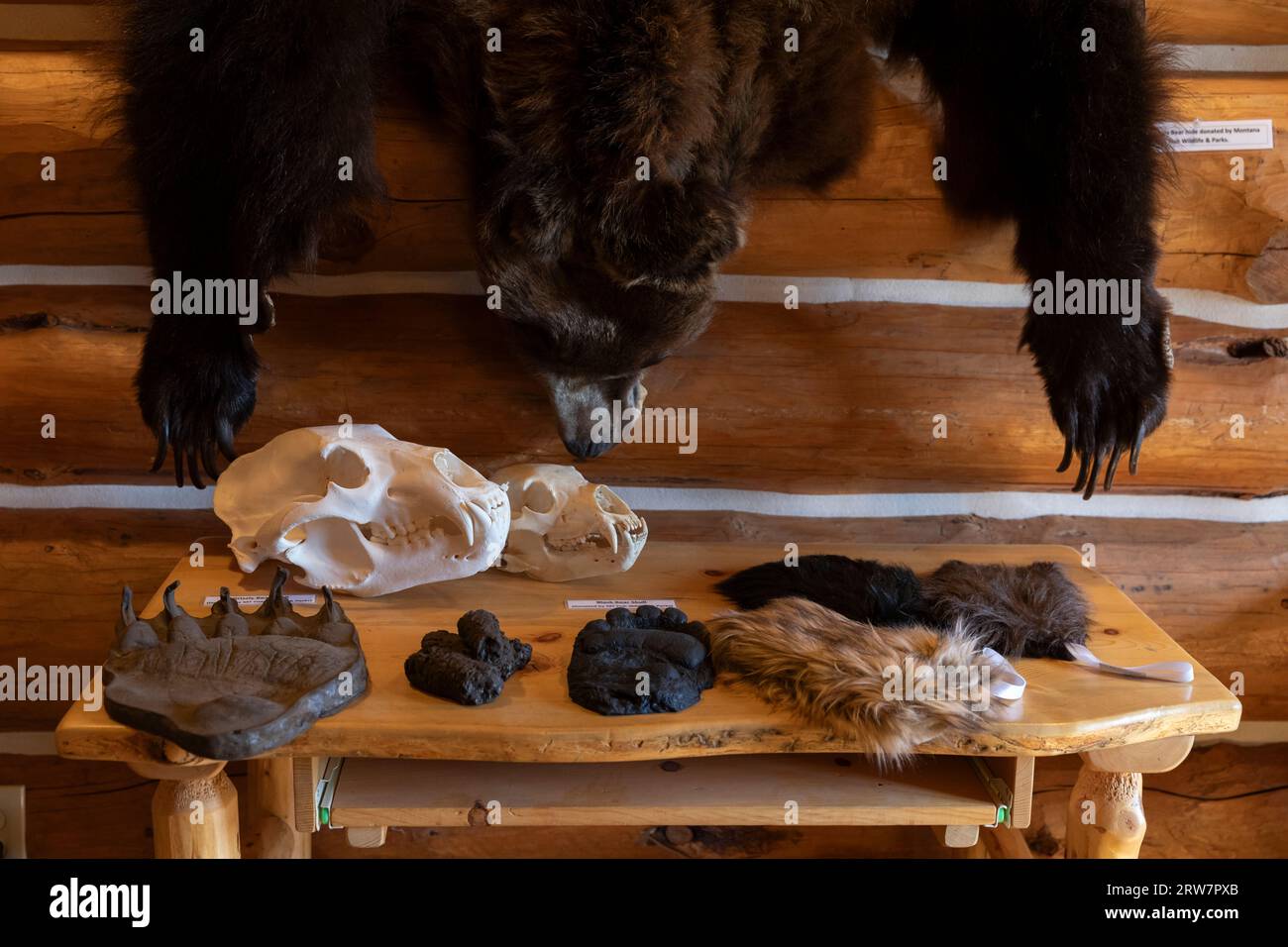 Zu sehen sind Exemplare wie Grizzly und Schwarzbären im Lolo Pass Visitor Center, Lolo Pass, Idaho. Stockfoto