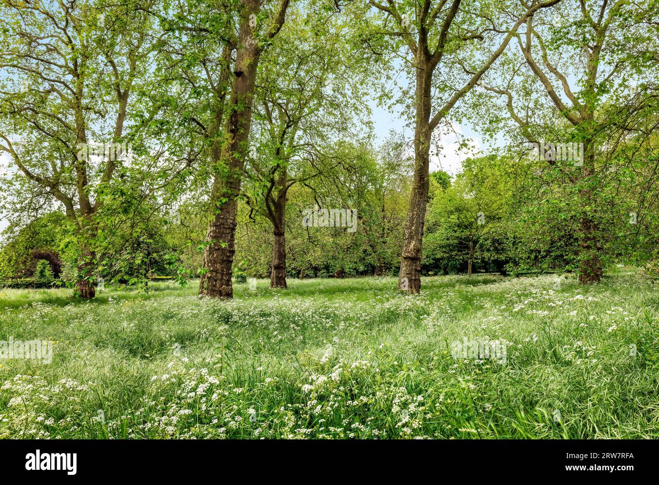 Wunderschöner Wald im Frühling im Hyde Park, London, Großbritannien, mit klarem blauem Himmel Stockfoto