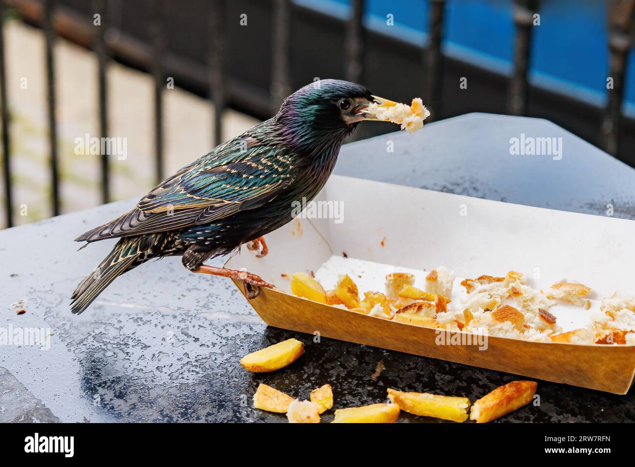 Ein gewöhnlicher Starling, Sturnus vulgaris, ernährt sich von Restnahrung von Touristen Stockfoto